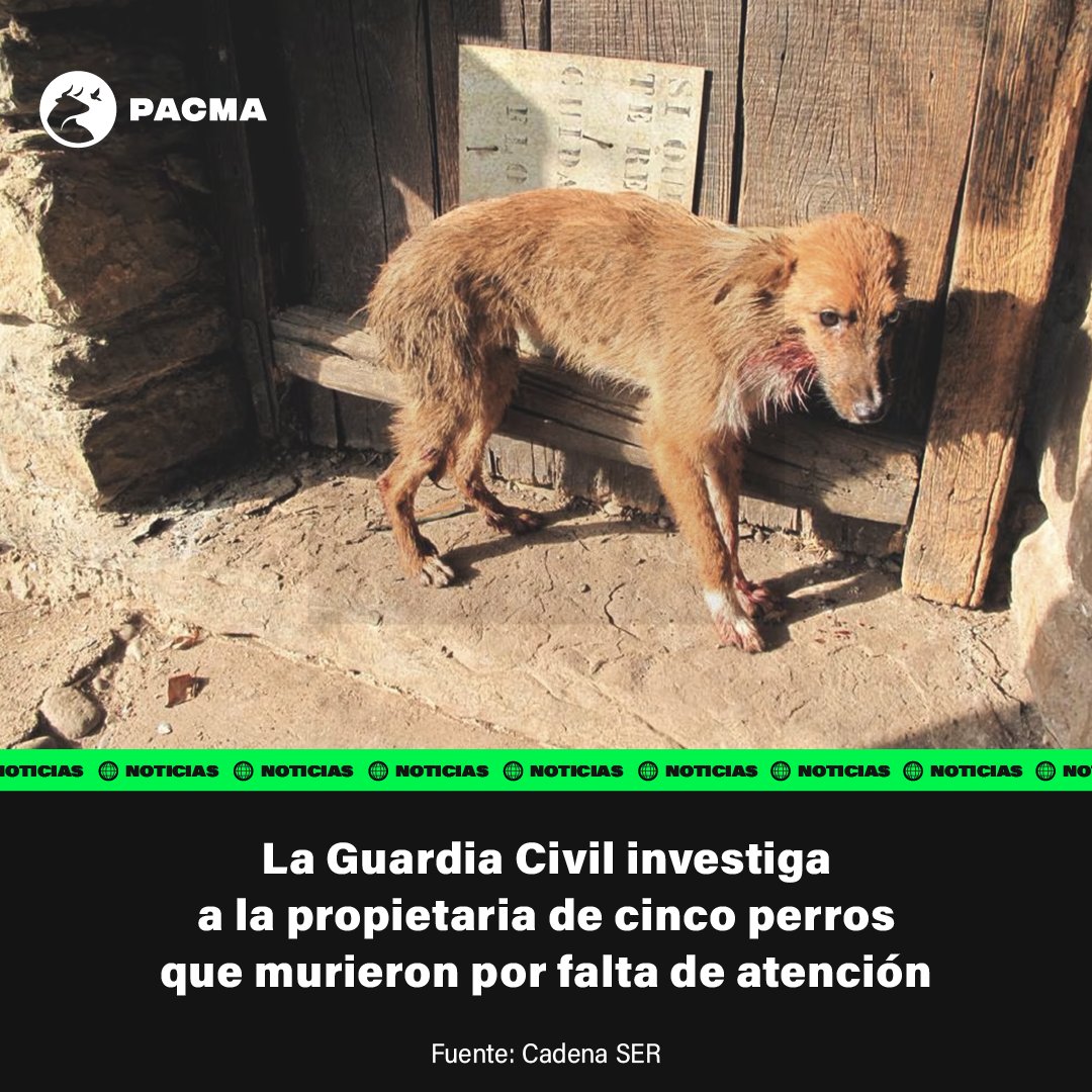 Permitía que sus perros atacaran a otros hasta la muerte.

La Guardia Civil de Huesca investiga a una mujer de 44 años como presunta autora de un delito contra los animales en La Hoya de Huesca. Los agentes vieron cómo tres perros atacaban a otro hasta la muerte, mientras la