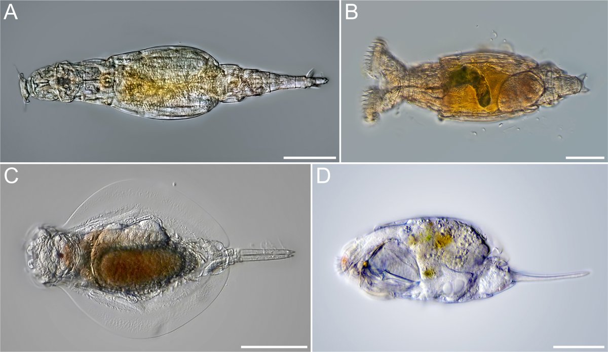 Check out our first paper about the 1st #meiofauna expedition in @RNNMassane old-growth forest 🌳. We found a lot of #meiofauna (315 species!). Old-growth forests are such an amazing biodiversity hotspot for tiny invertebrates! escholarship.org/uc/item/36v7z1…