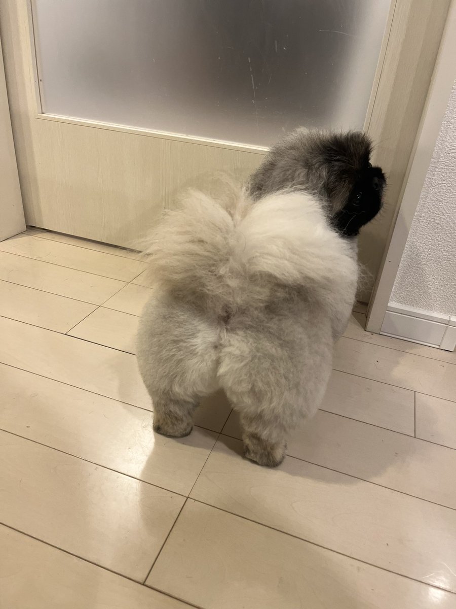 しし丸 (@shishimaru_pe) / Posts / X