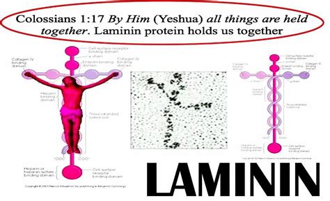 @lporiginalg Colossians 1:17 He is before all things, and in Him all things hold together. Laminin protein holds all flesh together, and it's shaped like a cross.