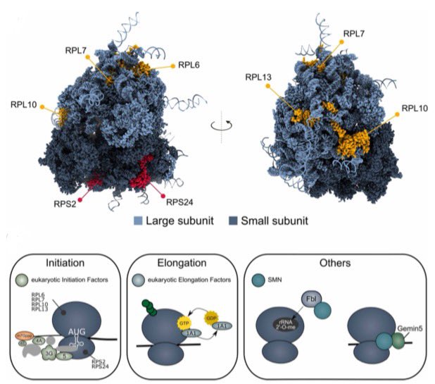 Excellent review written by @smabeyond phd student Gaurav (@Gav_2022) and @VieroLab  is now online in @PPPublishing delving into the world of SMN-ribosome interplay and avenue for new therapeutic breakthroughs in #SMA.
#BiochemSocTrans #BiomedicalScience 
ncbi.nlm.nih.gov/pmc/articles/P…