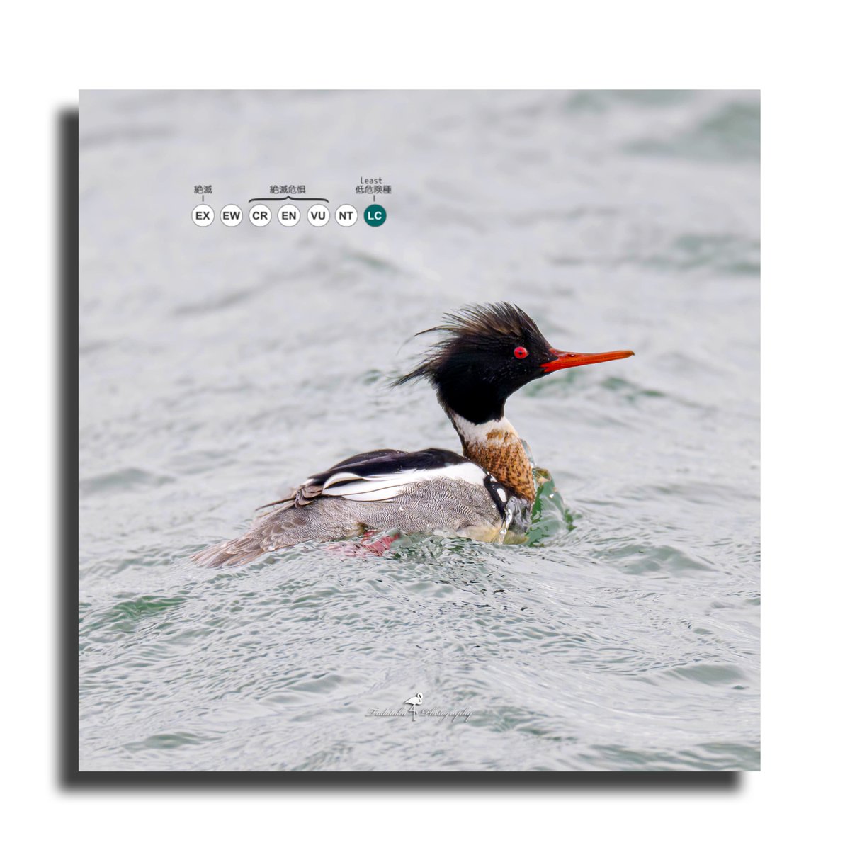 fmgck184's tweet photo. 🦆Red-breasted merganser
ウミアイサ(オス)#MergusSerrator
#best_birds_photography #best_birds_of_world #planetbirds #kings_birds #pocket_birds #bird_brilliance #bird_captures #birdfreaks #yourshotphotographer #natgeonl #wildlifeonearth #wildlife_inspired #discoverearth
20240306 https://t.co/dfdaAxcwvM