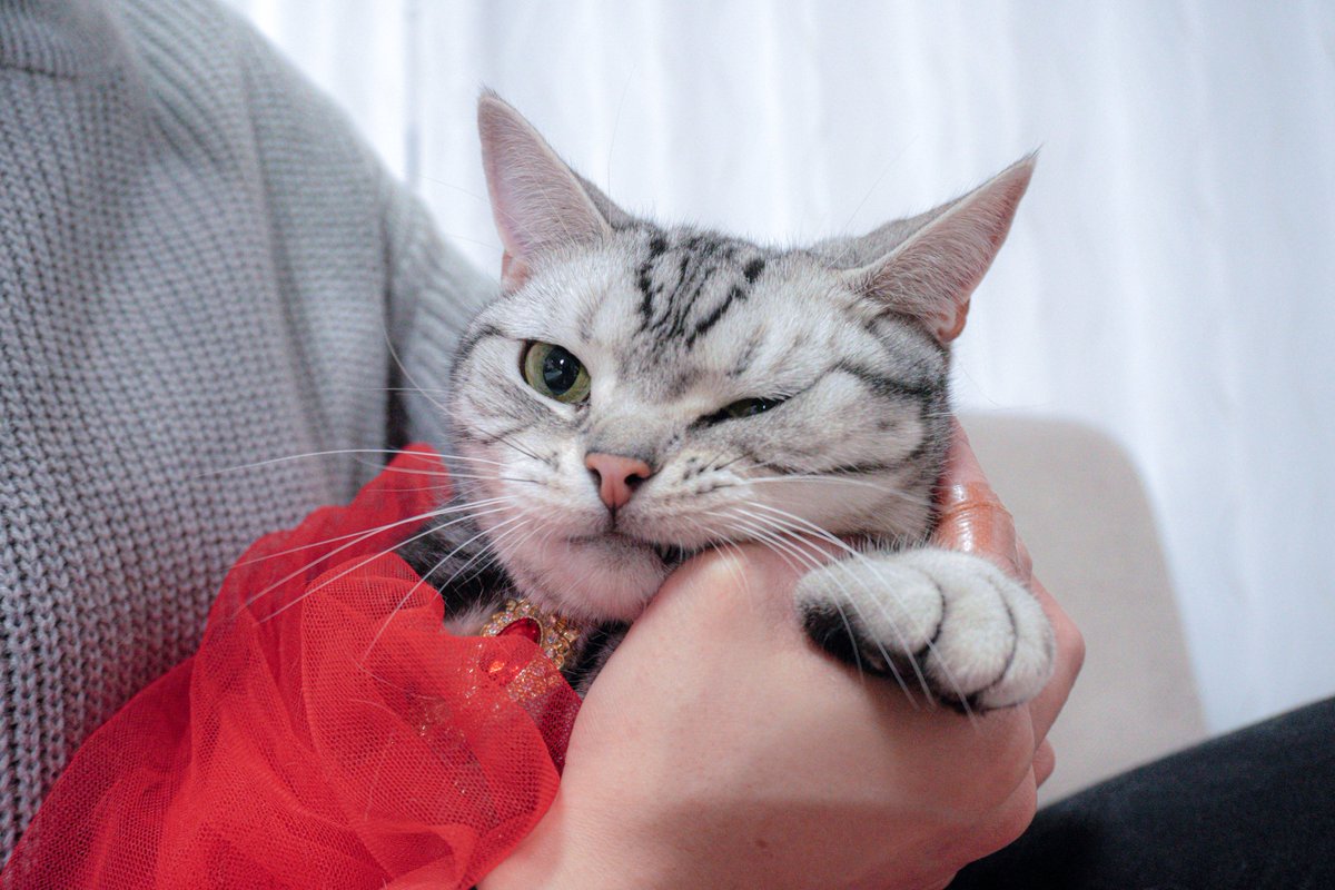 nekonomarble19's tweet photo. むにゅ🐾 https://t.co/lhTHOVkPUc
