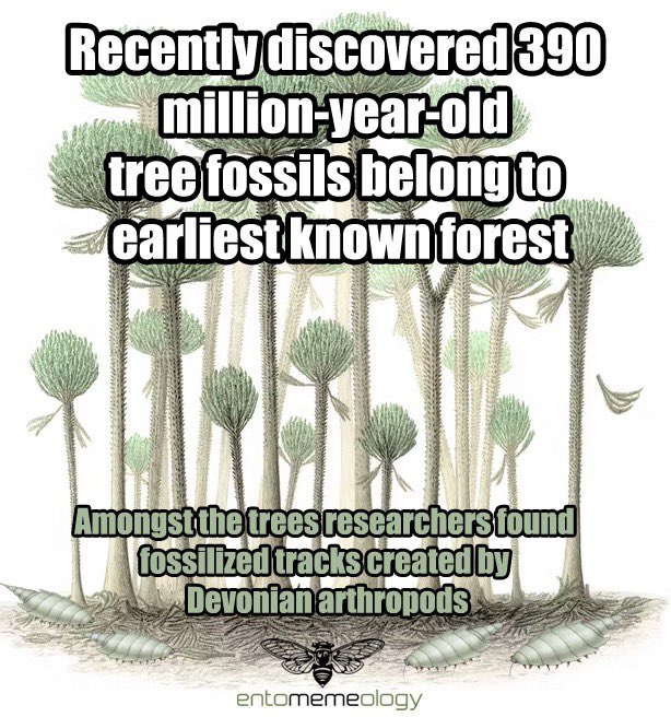entomemeology's tweet image. Researchers investigating sediments in SW England found fossils belonging to oldest forest ever found. Dates back 390 million years to the middle Devonian period. Fossils contain arthropod tracks.

DOI: doi.org/10.1144/jgs202…

#entomemeology #devonian