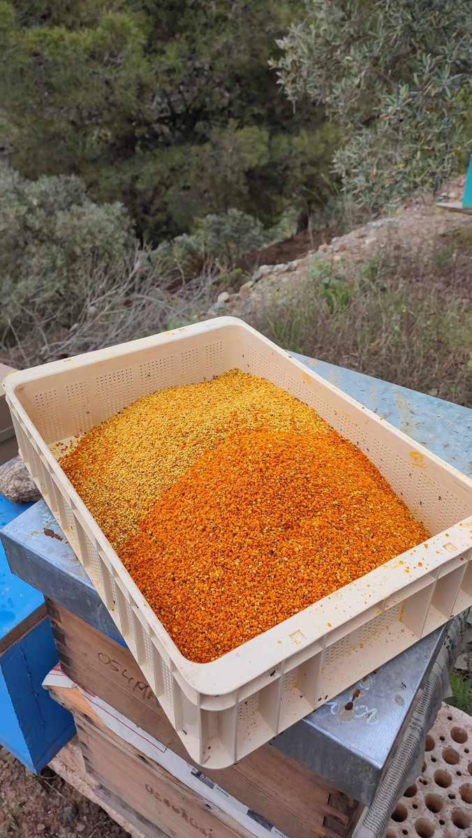 TepsaGPF's tweet photo. Se aproxima la temporada de recogida de #polen, nuestras cajas para #apicultura de #2mm son perfectas para que conserve toda su calidad. #apiculture #bee #honey #beekeeping #pollen #apismellifera 
https://t.co/WLxhEPJPNc https://t.co/hnI6BJadzL