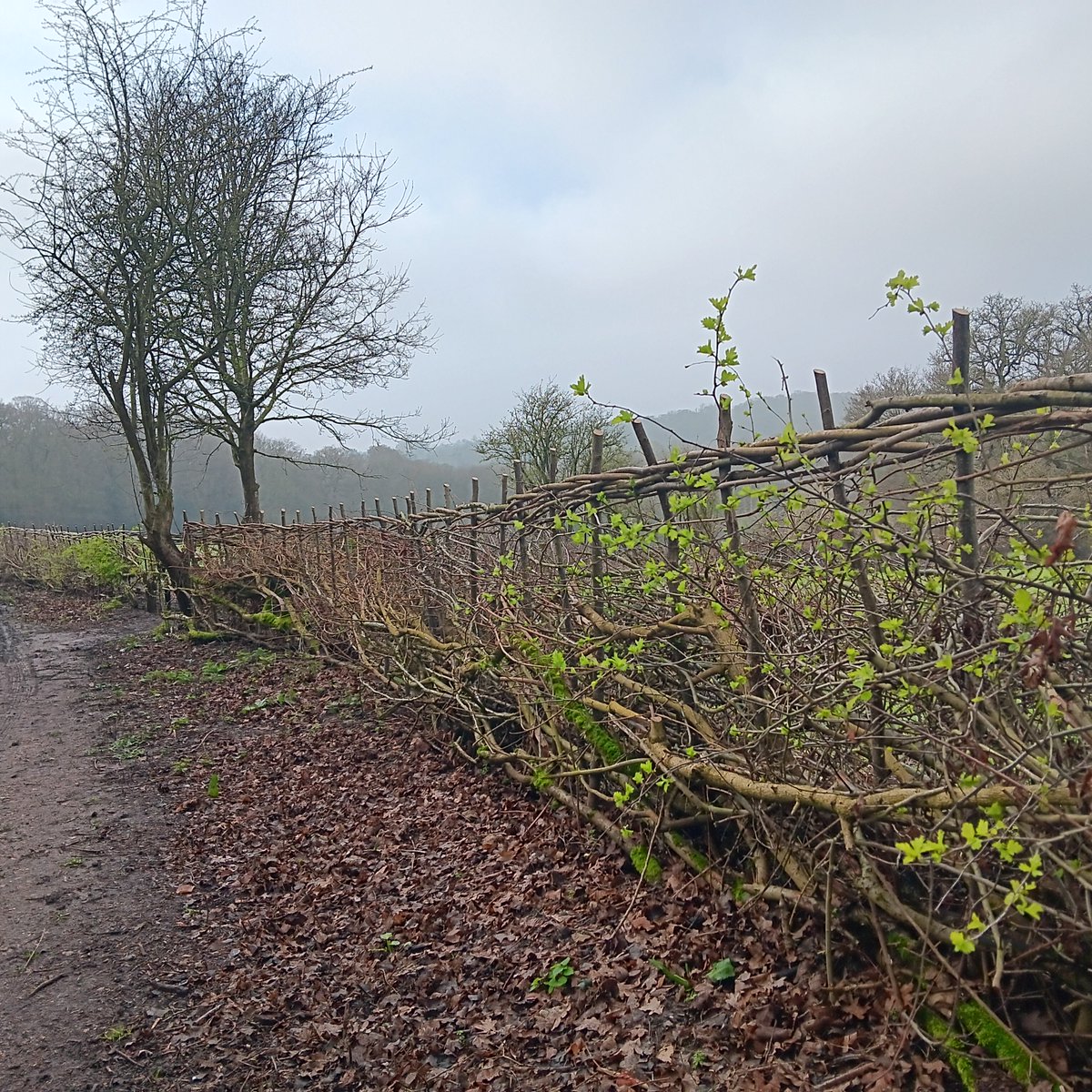 What a thing of beauty! This newly laid hedge at Birch Hall Field #EppingForest was carried out by the highly skilled volunteers from Conservation Hedgelaying. This countryside skill has been practised for centuries, providing both a field barrier & haven for wildlife.