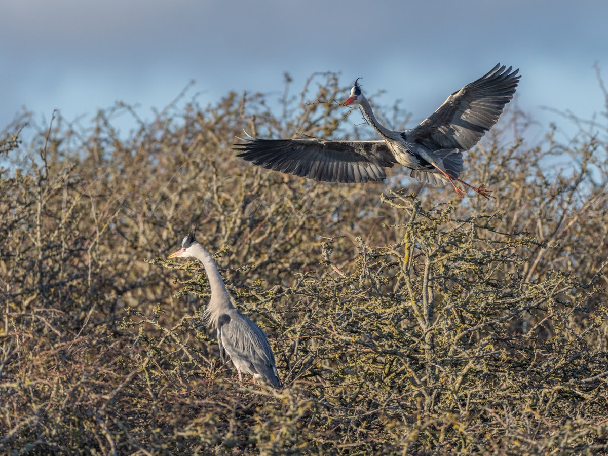 Very lucky to get a ring side seat as this pair of Grey Heron built a nest last weekend, video coming