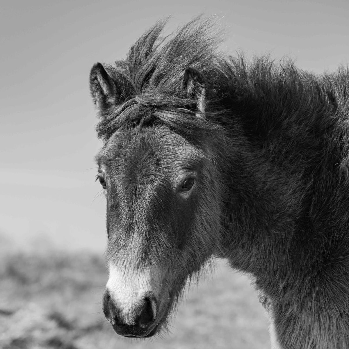 Some Tippbarlake herd ponies with the wind in their hair and sun on their backs today. @ExmoorNP @Exmoor4all @visitexmoor @ExmoorPonyClub #Exmoorponies #exmoor