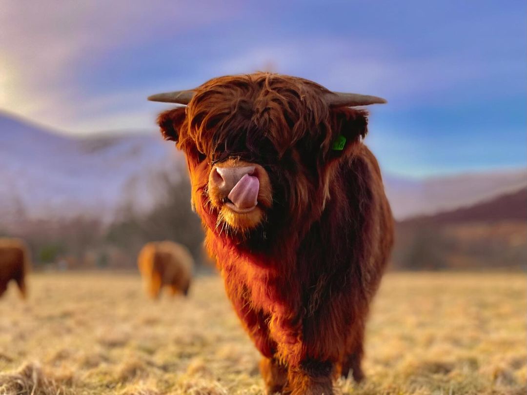 Coos... let's be honest, everyone's favourite part of a Highlands tour. 😅 So, since it's #coosday - we want to see your favourite coo pics. Drop them in the replies, it'll make our day! 🥰