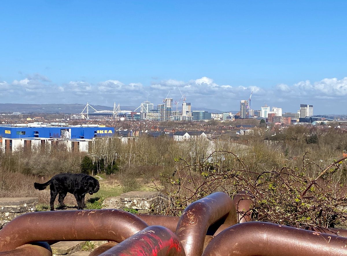 ILovesTheDiff's tweet photo. Canines over Cardiff: wonderful #Grangetown views this sunny Wednesday. The #skyline is changing rapidly, as the new development around the Brains site takes shape. #changingcardiff #dogsofcardiff #ilovesthediff https://t.co/yPcGAgANaq