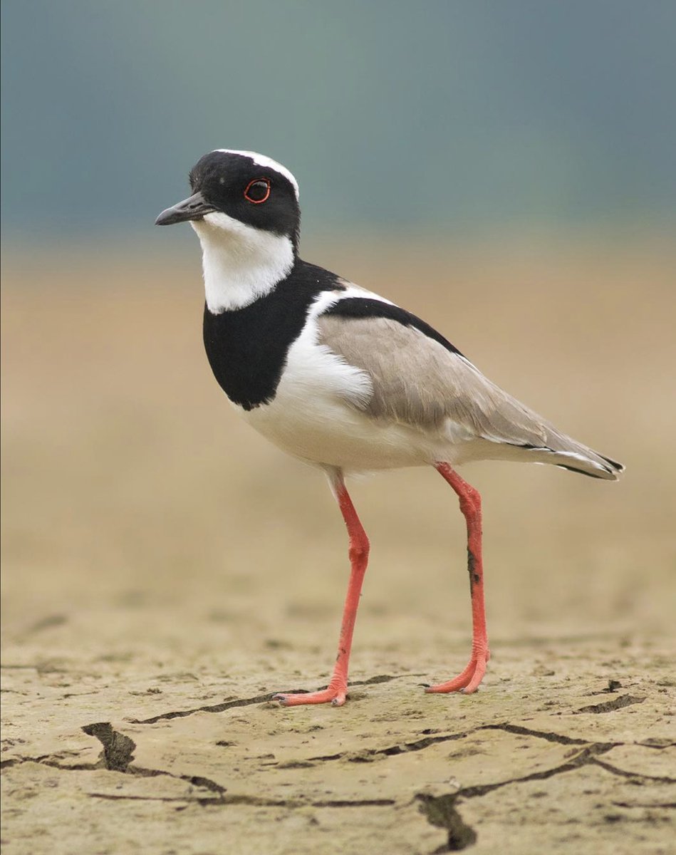 waderquest's tweet photo. Fantastic shot of a Pied Plover © Jess Findlay
#waderwednesday

Be #inspired by #waders or #shorebirds
#conservation #charity https://t.co/b97AbHWCEA