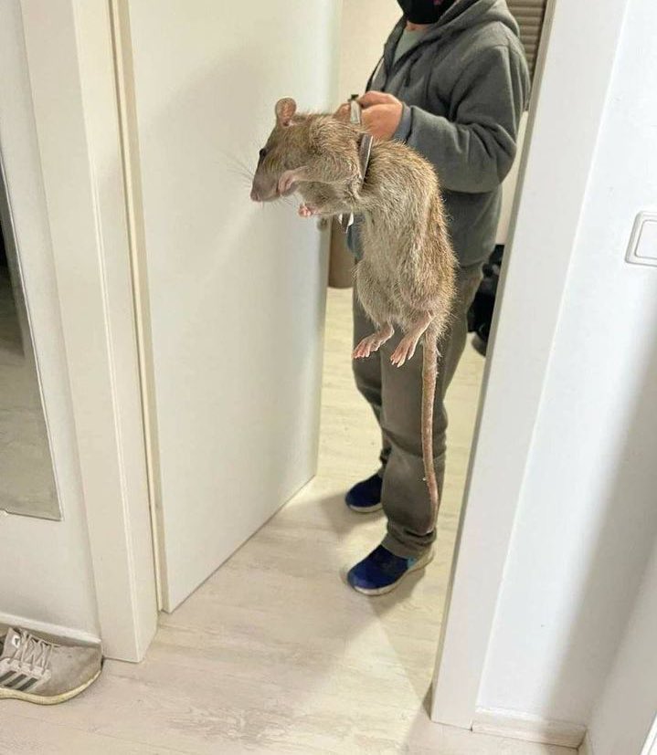 massive rat found in Johannesburg residence 😳‼️