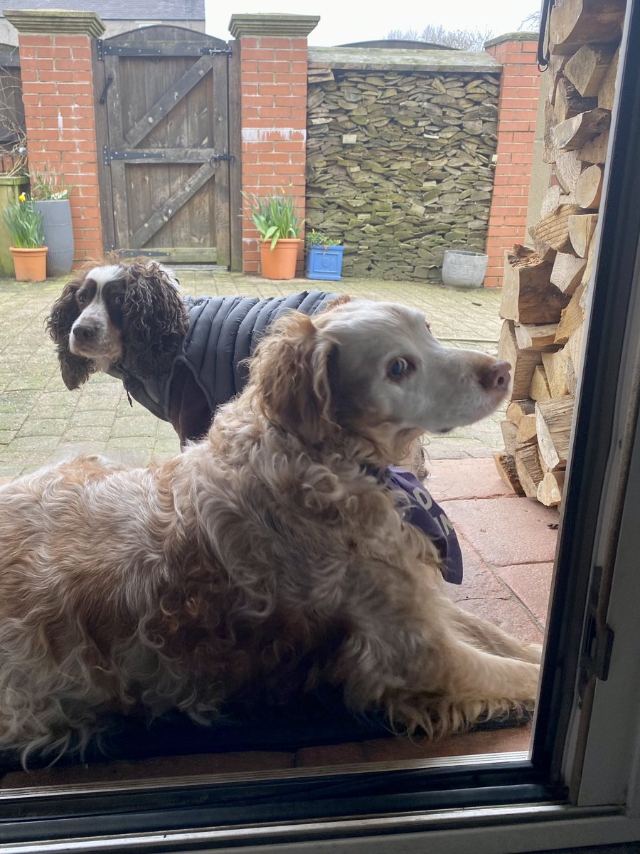 SpanielsSuper's tweet image. Excuse me please Ronnie

Shall I let her in mum?

Are you brave enough to keep her out? 

Good point #NoImNot

In you go Mo 😀👍

#SecurityRonnie