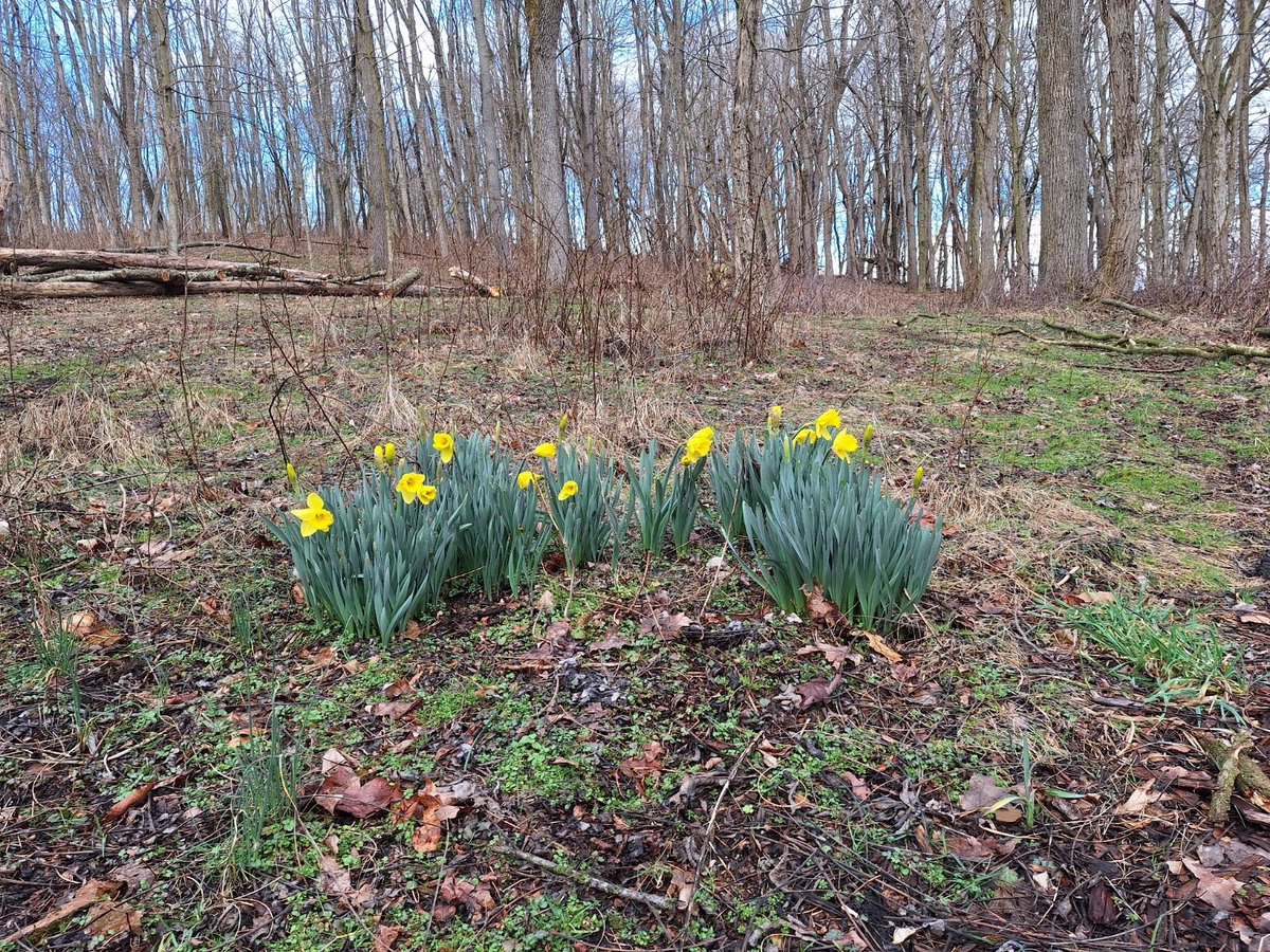 We had our first daffodils bloom yesterday! How about you? #happyday #daffodilseason #richlandswcd richlandswcd.net