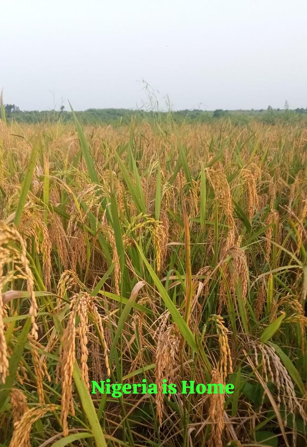 hhr05's tweet image. We produce rice to eat but can not feed the cities filled with jobless social-media influencers...If u are into Banking Entertainment Journalism resign now...There is food wasting in my villa. #LearnFirst