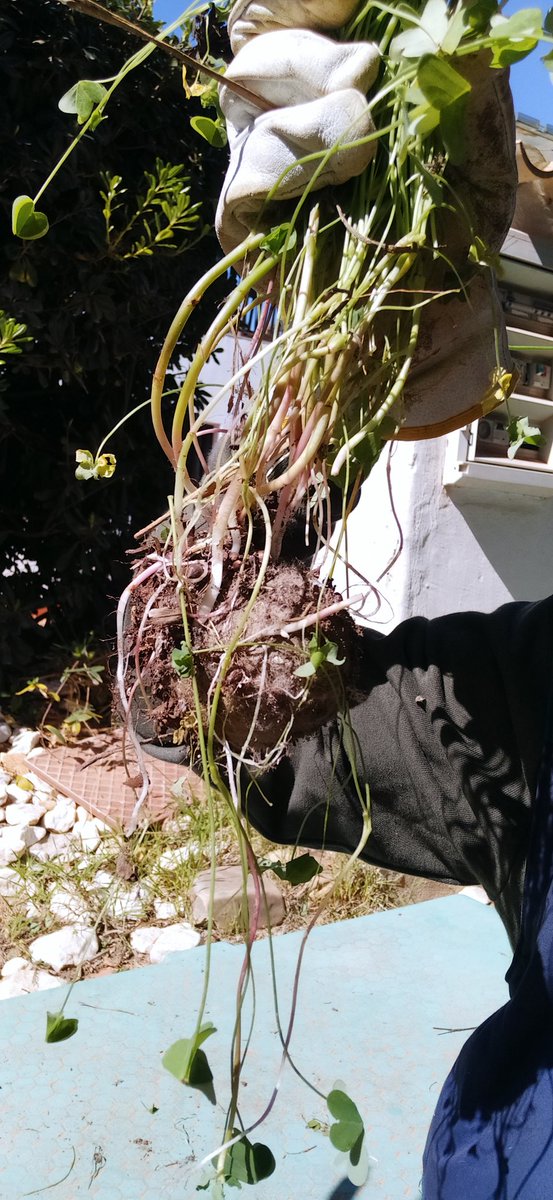 LittleGrohl_'s tweet photo. es la primera vez en mi vida que veo plantas germinando en una pelota de tenis https://t.co/HjVtEbGHAH