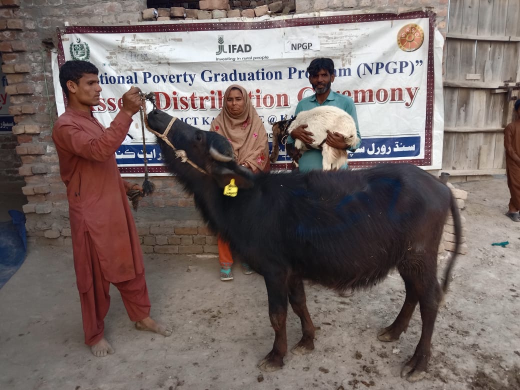 SRSO_Official's tweet photo. 52 productive assets-heifers were handed over to ultra-poor families of dist #K@Kandhkot, Sindh by #SRSO under @npgppk -a flagship program of #MOPASS-#GOP &amp; @IFAD. It aimed to achieve the goal of poverty #graduation on a sustainable basis from #BISP BNFs. https://t.co/qY2fXW2amj