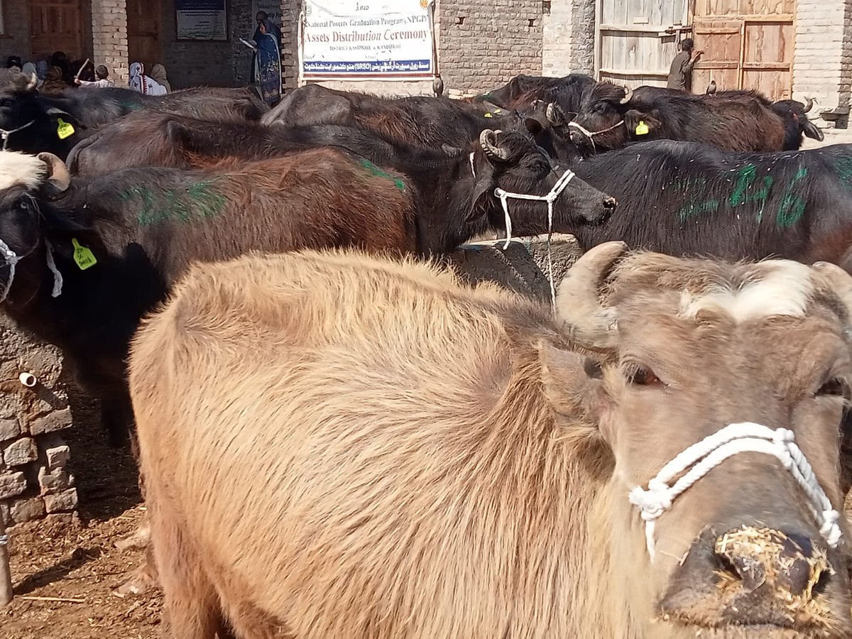 SRSO_Official's tweet photo. 52 productive assets-heifers were handed over to ultra-poor families of dist #K@Kandhkot, Sindh by #SRSO under @npgppk -a flagship program of #MOPASS-#GOP &amp; @IFAD. It aimed to achieve the goal of poverty #graduation on a sustainable basis from #BISP BNFs. https://t.co/qY2fXW2amj