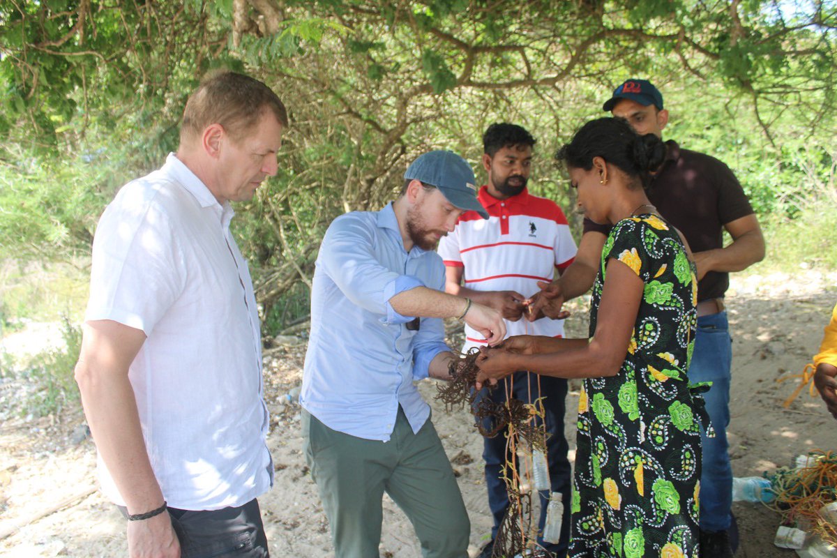 johanbjerkem's tweet photo. Fascinating field-visit with @ILOColombo to Sri Lanka’s Northern Province. @norwayinindia supports PAVE, a project creating decent work opportunities for women &amp; persons with disabilities. Met seaweed growers in Valappadu, farmers in Kilinochchi, and women 🛺drivers in Mullaitivu https://t.co/8GzklVbb8V