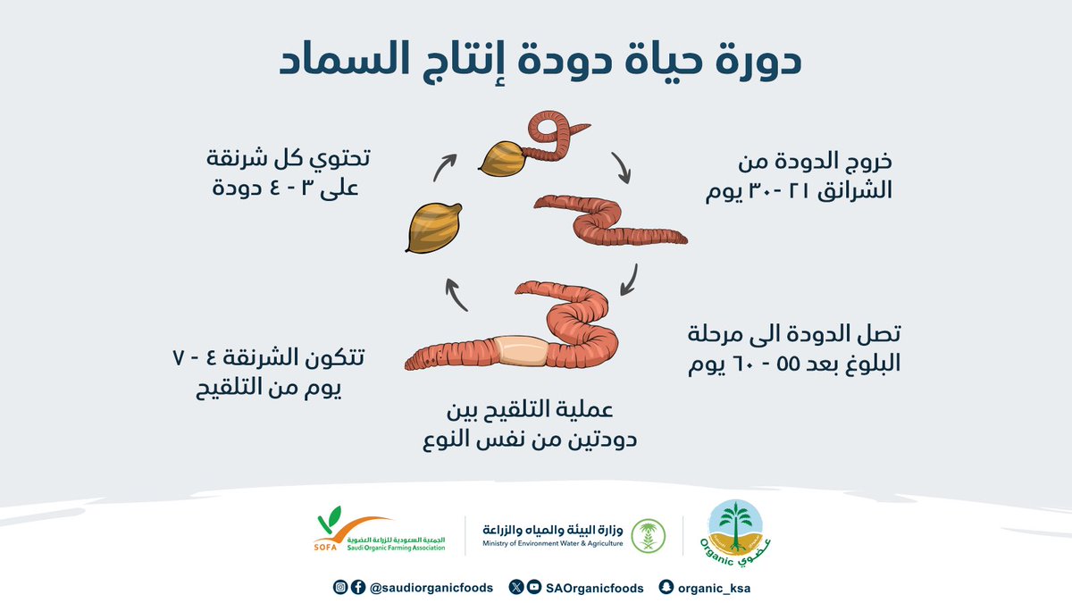 تستخدم أنواع ديدان الأرض على نطاق واسع في التسميد الدودي للمخلفات العضوية المختلفة.
#نساند_عزيمتك_وندعم_انطلاقتك