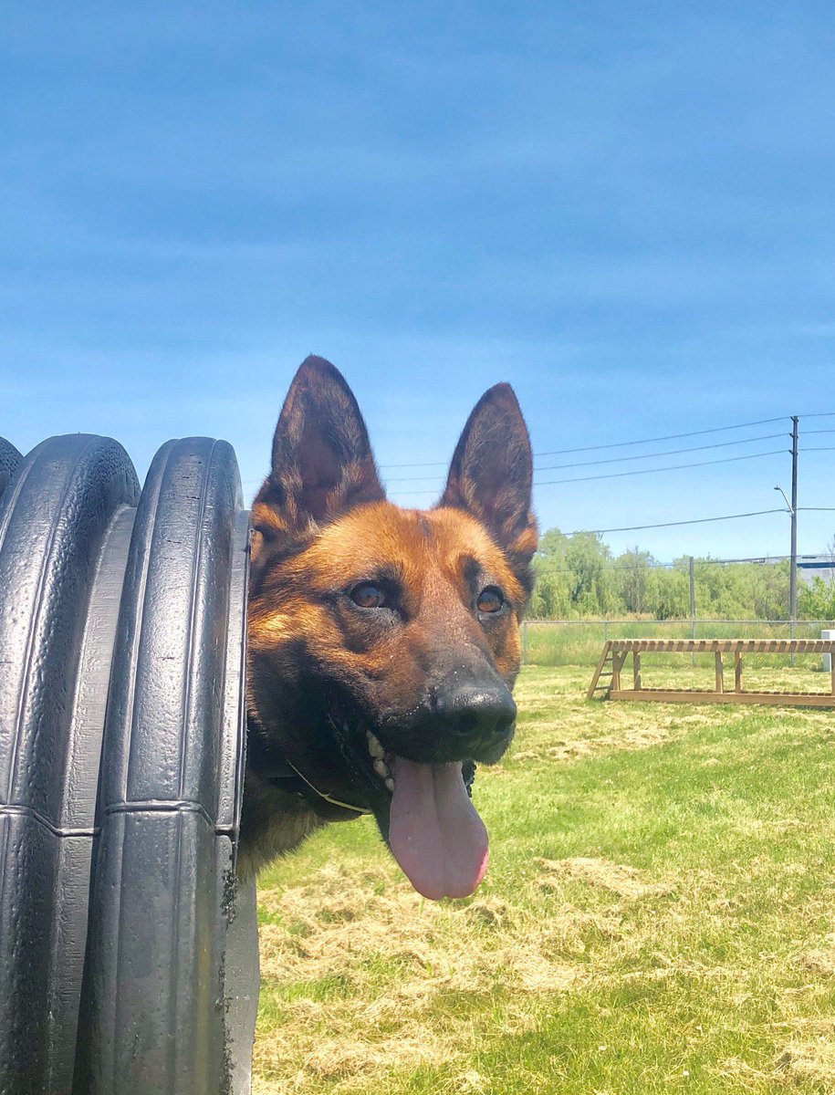 Surprise, you’re under arrest! #K9 Timber responded to an Assault with a Weapon call yesterday afternoon where he successfully located the 2 youth suspects hiding down the side of a house behind an air conditioner.