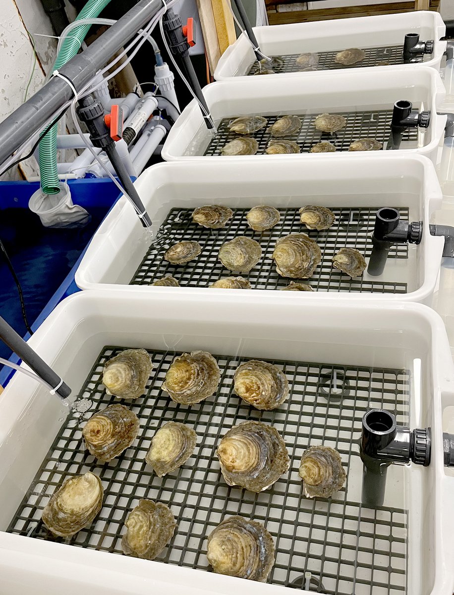 Next stage of our collaborative project between @sos_bangor_uni, @PembsCoast, @PembsMarineLife and @OystersEdge is underway! With lots of care (and food) our #nativeoysters will be releasing larvae soon! An exciting step towards stock enhancement in the Milford Haven waterway.