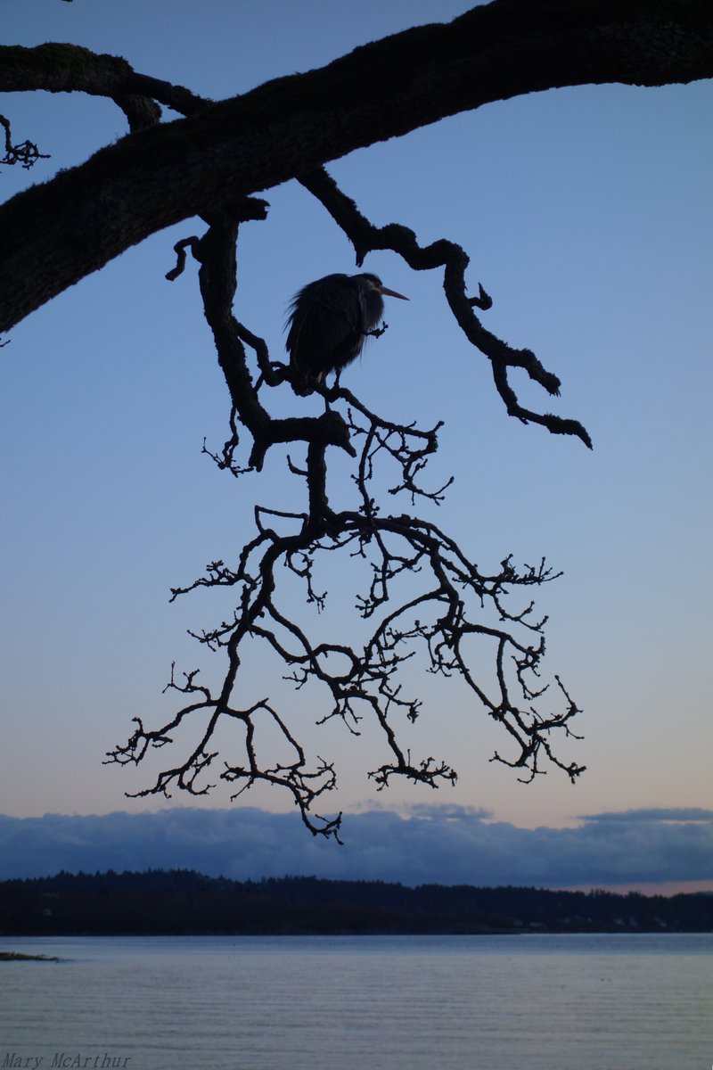 ~ Waiting for sunrise .. 🖤💙⭐️~ Oak Bay, BC ~