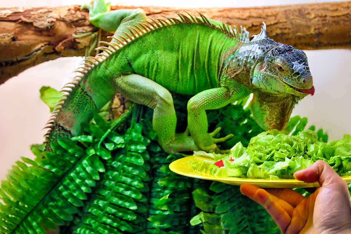 PetsLoverGuide's tweet image. Feed your iguana right for a happy tummy!
🌿Fresh veggies and fruits.
💧Always have clean water.
🚫Say no to harmful foods.
#IguanaDiet #reptilenutrition #iguanacare #herpetology101 #petiguana #herbivorediet #iguanalovers #VeggieDietForIguanas #SimpleHerpMeals