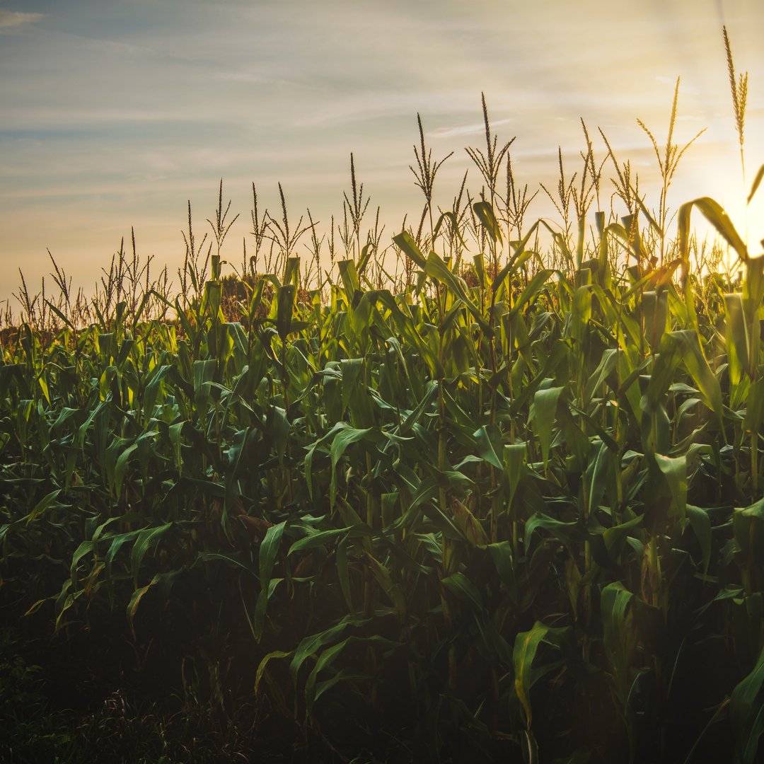 It's #taxseason! This two-page sheet lists the values of #farm commodities at the end of calendar year 2023 for use in #tax reporting.
See more at store.extension.iastate.edu/product/1784