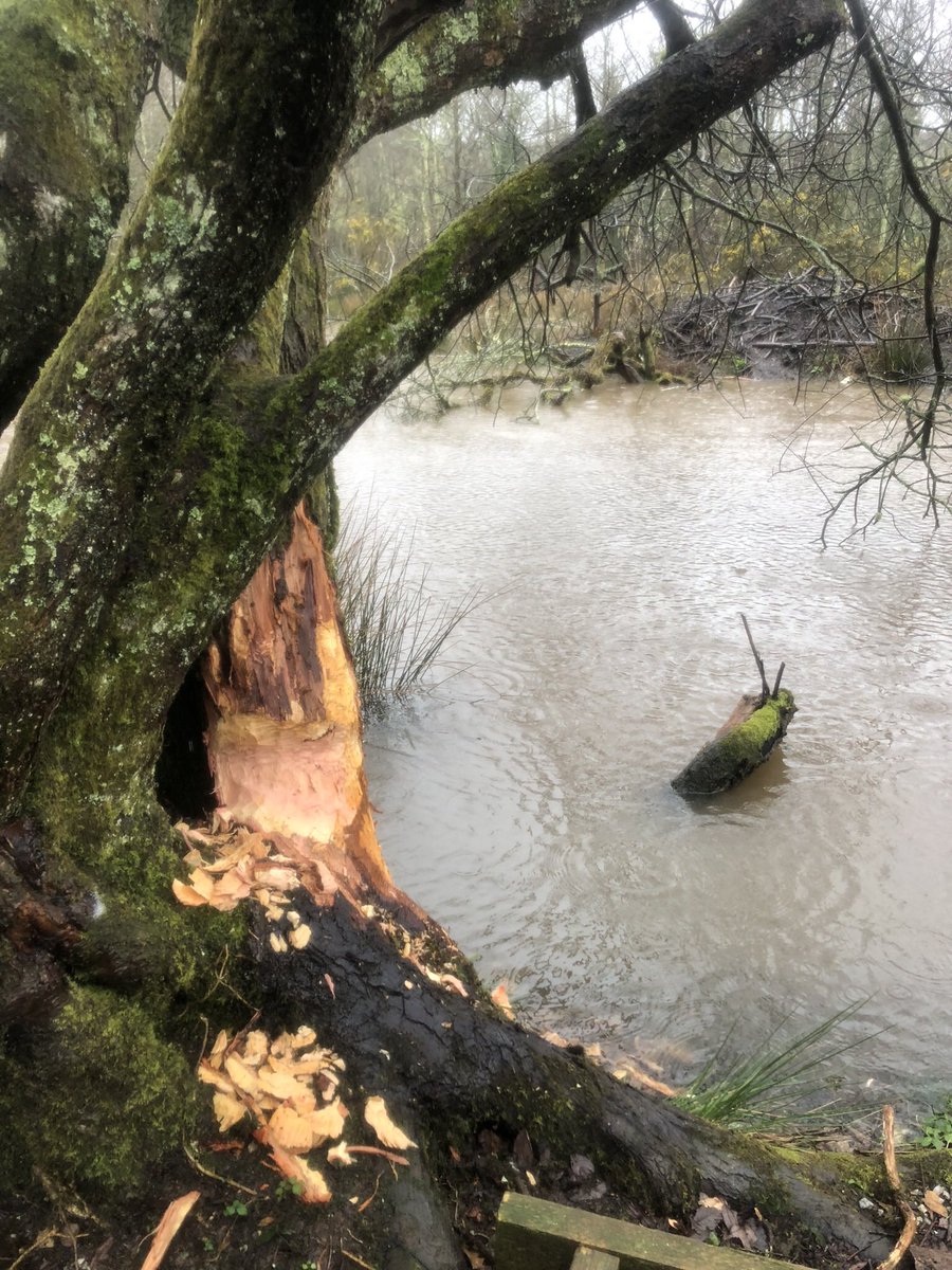 Thanks as always to Chris, Janet &amp; Felicity at <a href="/Woodland_Valley/">Chris & Janet Jones</a> Farm for hosting <a href="/UniExeCEC/">University of Exeter CEC</a> 2nd year Biodiversity &amp; Conservation students for discussions about land management, farming, habitat restoration, food choices and beavers 🦫