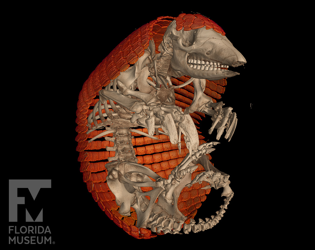 Florida Museum tweet media