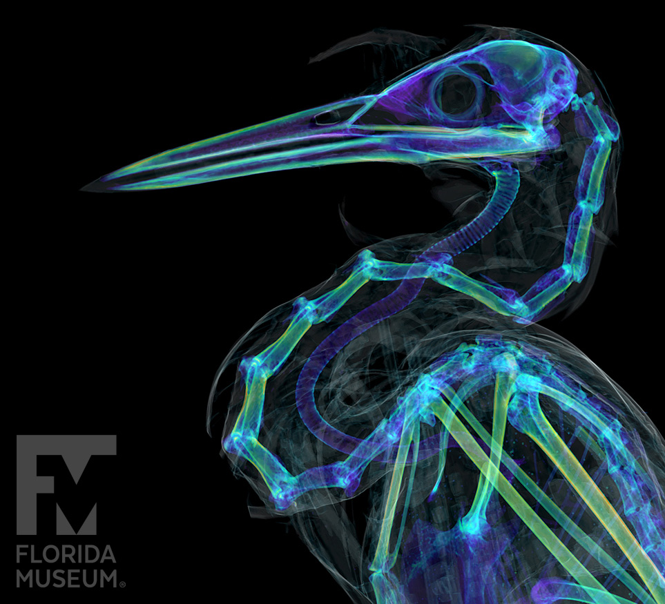 FloridaMuseum tweet picture