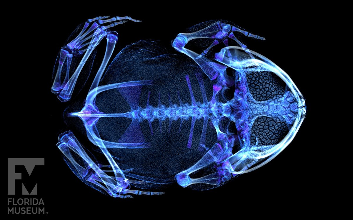 FloridaMuseum tweet picture