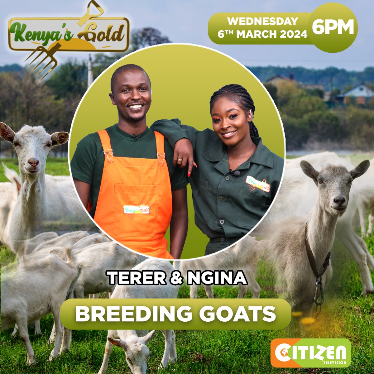 Tune in from 6:00pm as we look into galla goats which are known for their resilience and ability to thrive in drought-prone environments.