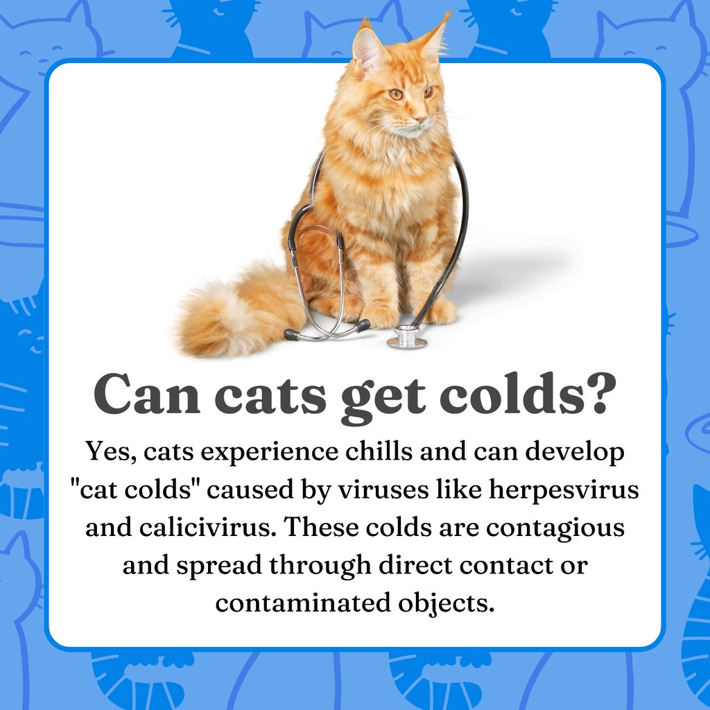 VitalPetLife's tweet image. 𝐂𝐚𝐭 𝐂𝐨𝐥𝐝𝐬: 𝐇𝐚𝐫𝐦𝐥𝐞𝐬𝐬 𝐇𝐢𝐜𝐜𝐮𝐩𝐬 𝐨𝐫 𝐃𝐞𝐚𝐝𝐥𝐲 𝐖𝐚𝐫𝐧𝐢𝐧𝐠𝐬? 😿

Cats are cherished companions, and their well-being is a top priority for pet owners.

😿 Learn more: vitalpetlife.com/blogs/our-blog…

#catcold #hiccups #deadlywarnings