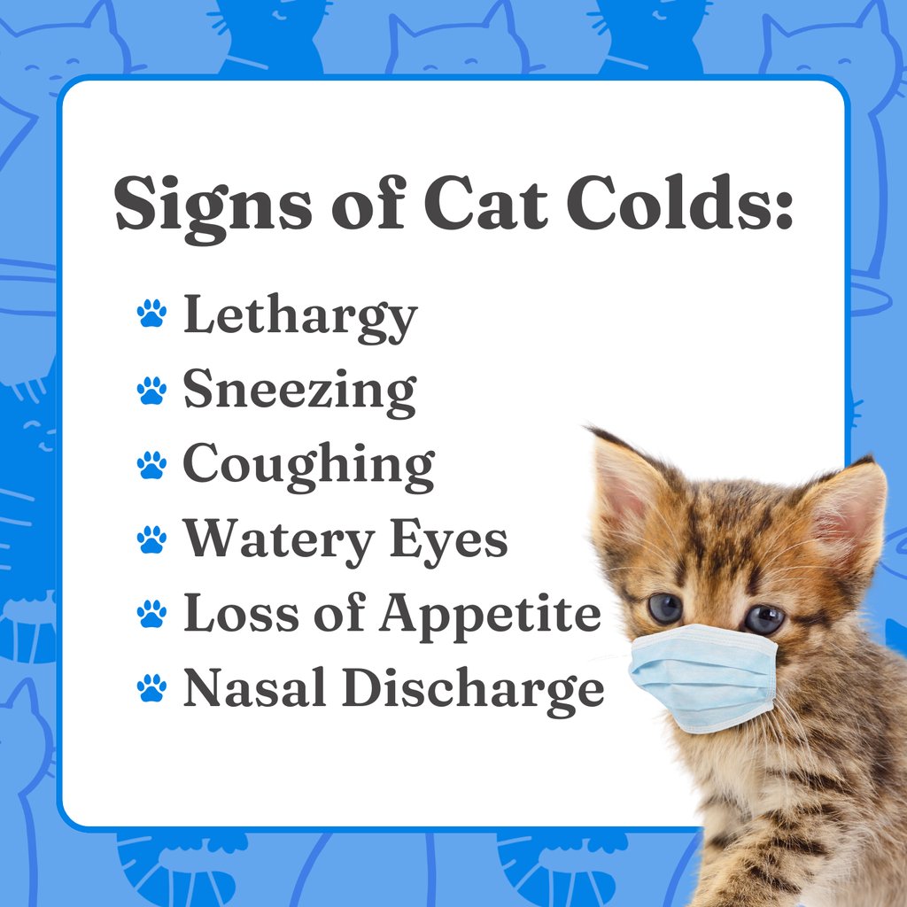 VitalPetLife's tweet image. 𝐂𝐚𝐭 𝐂𝐨𝐥𝐝𝐬: 𝐇𝐚𝐫𝐦𝐥𝐞𝐬𝐬 𝐇𝐢𝐜𝐜𝐮𝐩𝐬 𝐨𝐫 𝐃𝐞𝐚𝐝𝐥𝐲 𝐖𝐚𝐫𝐧𝐢𝐧𝐠𝐬? 😿

Cats are cherished companions, and their well-being is a top priority for pet owners.

😿 Learn more: vitalpetlife.com/blogs/our-blog…

#catcold #hiccups #deadlywarnings