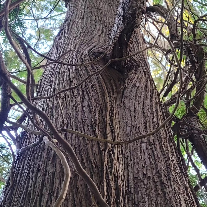 Dustin Cormier tweet media