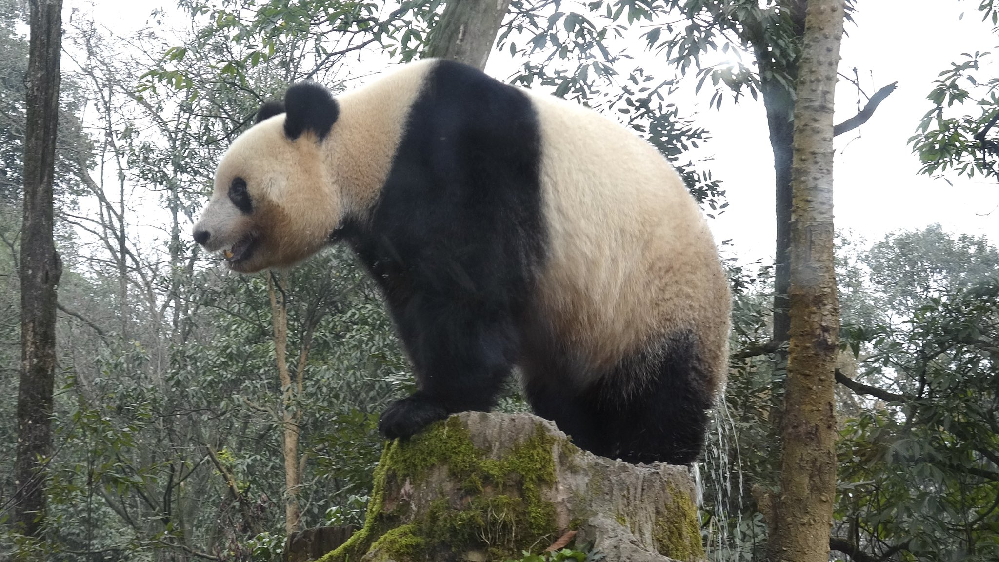 xiangmaru on X: 