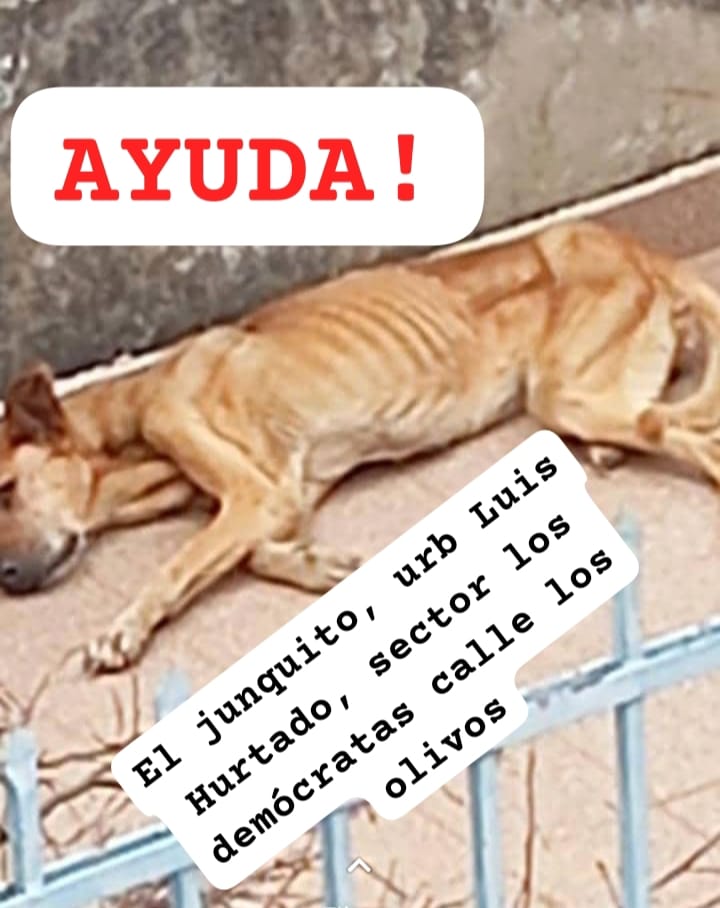 Reportan a este pequeño que necesita AYUDAAAAA URGENTE, el Junquito, calle Los Olivos Urb. Luis Hurtado. Sin número de contacto. Caso de terceros