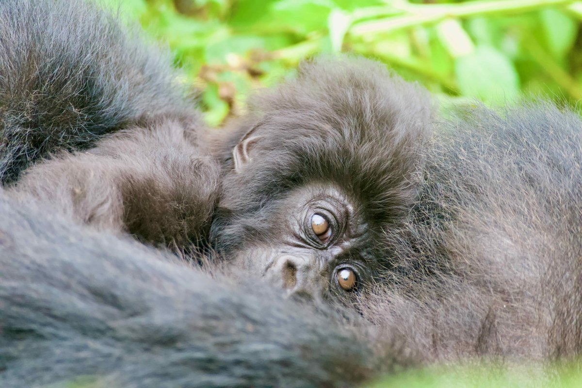 SavingGorillas's tweet photo. Nsanganira's infant is *so* cozy and cuddly.💛 

The baby lives within Ntambara's group and was born last November. 

📸 Photo: Alliance Umwizerwa

#conservation #babygorilla https://t.co/uqYZaQdGUQ