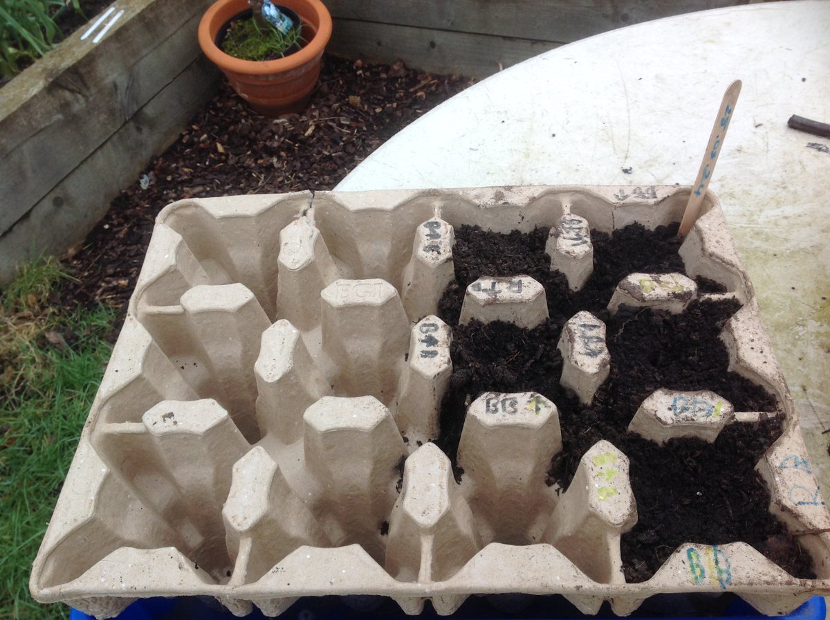 It's the beginning of the growing season, we've been busy emptying the compost bins, collecting 'worm juice' fertilizer, filling the raised beds and have planted the first broad beans. #stgrovewellytobelly #stgrovescience