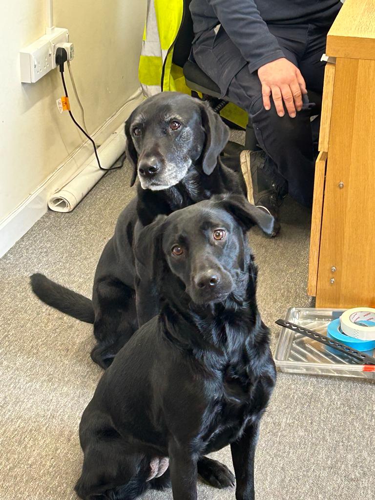 These two beautiful black labradors in our office are Bute & Tink. Our furry friends are always welcome at James Watt Dock Marina bring yours into visit and they may appear on our #WoofWednesday page too! 🐕⚓️🐩⛵️🐕‍🦺🏗 #jwdmarina @discinverclyde #jwdmarina