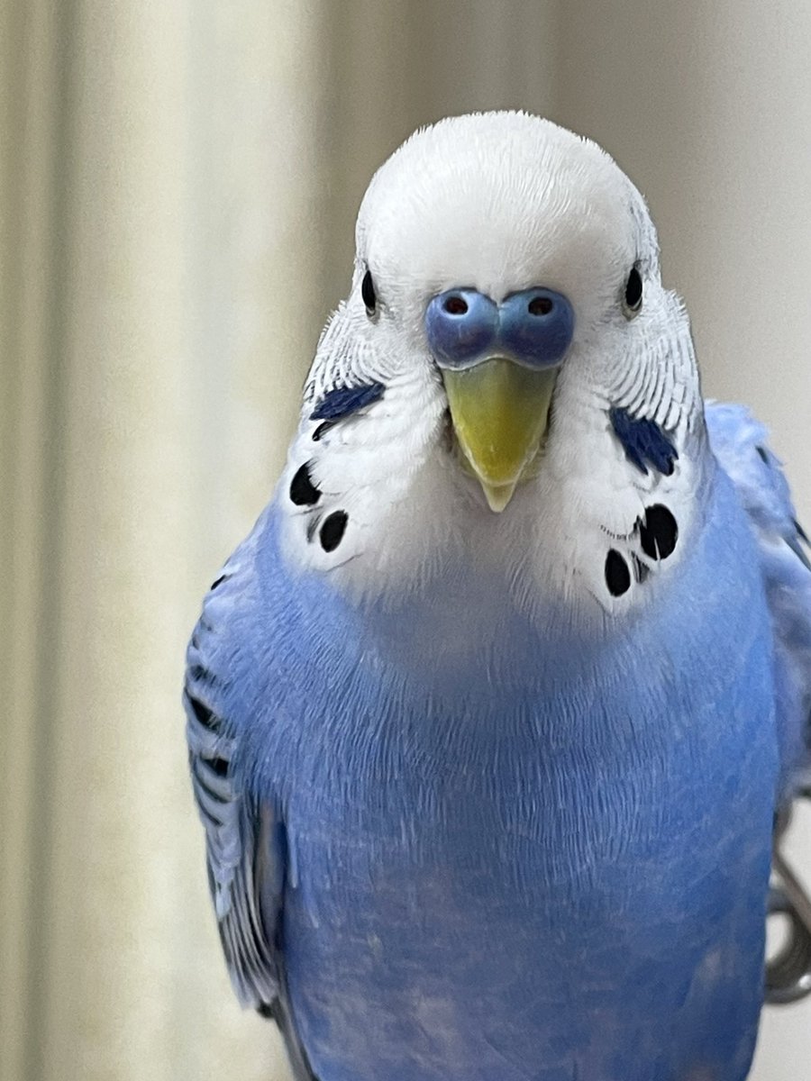 インコを探しています。
6日23時ごろ安佐南区で逃げてしまいました。
見かけられた方ご連絡ください。お願いします。

#インコ
#セキセイインコ
#迷いインコ
#迷子インコ
#迷子