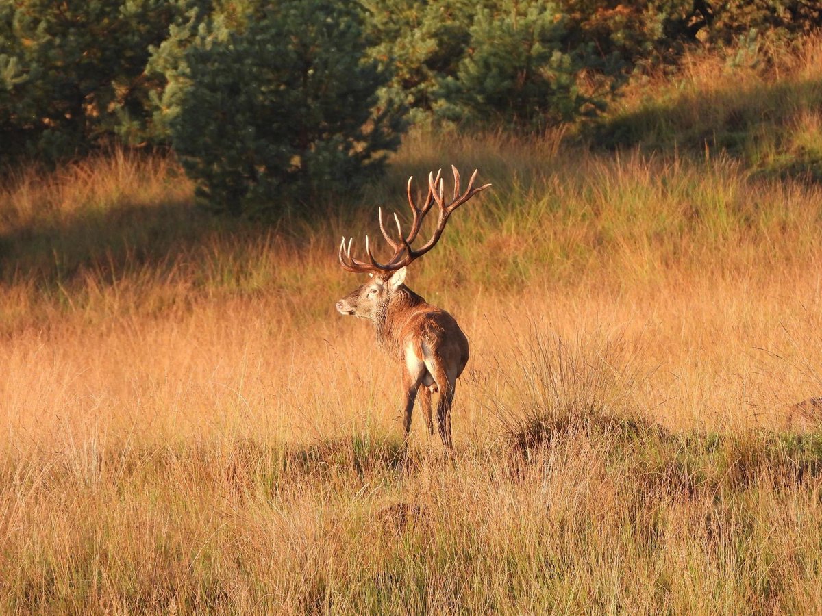 Kom je ook? Met lezingen over de wolf en de wezel belooft de Faunadag (23 maart) weer bijzonder leerzaam te worden. Tijd: 10.00 - 17.00 uur. Gratis toegang. Foto: H Meijboom.