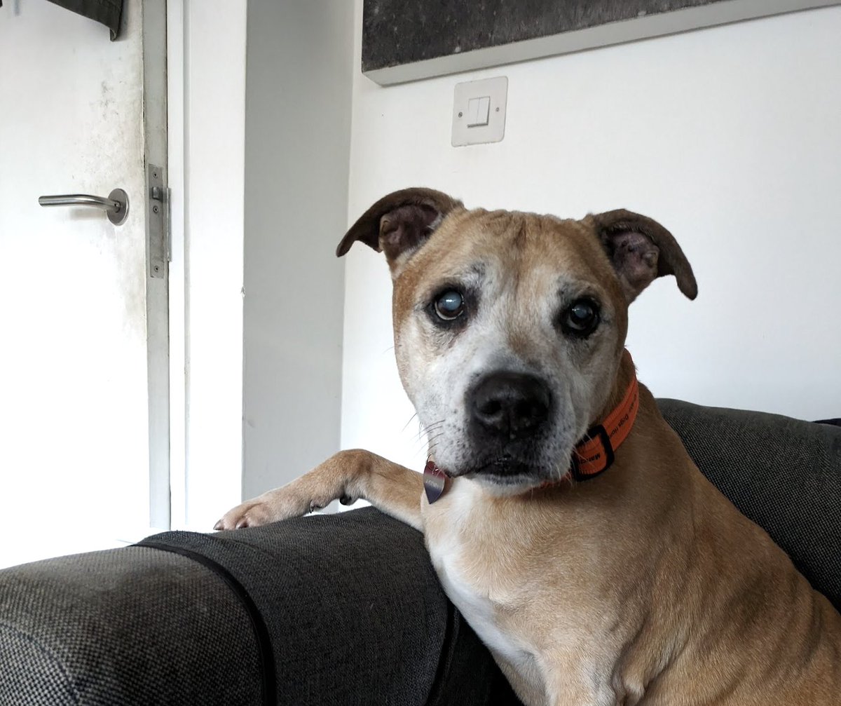 caroline tweet media