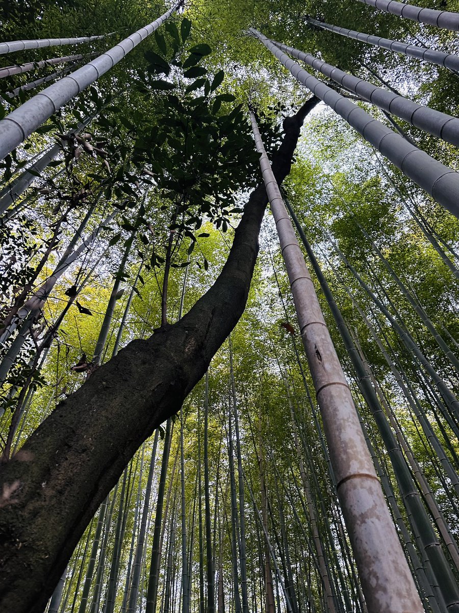 MartinaCurtin's tweet photo. Day 66 #100Daysofwalking
A great day exploring Kyoto.
#FushimiInariHike
#Higashiyama
#KiyomizuDeraTemple
#BambooForest
#AncientWorship
#ScaredSpaces
@mnamheiricea @NewstalkFM @NTBreakfast https://t.co/UvN3a0GB5R