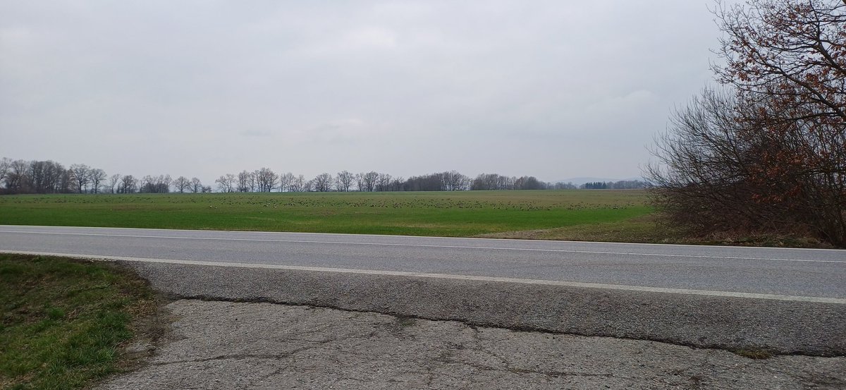 Jan Rod official tweet media