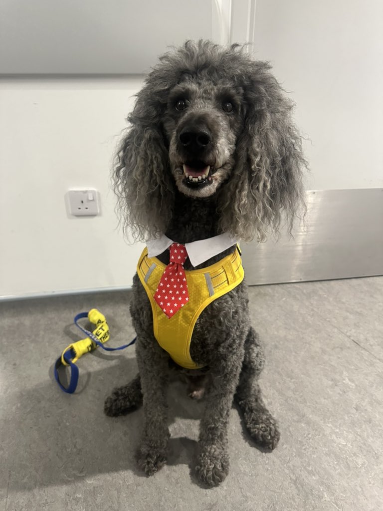 We love Wednesday’s because we get a visit from our gorgeous Neurology Therapet Bobbi 🐶💛
