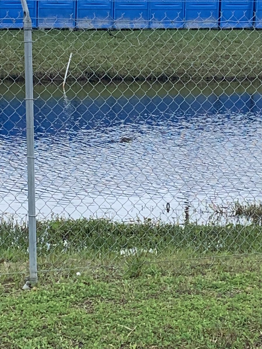 Look real close. This is why they call it the @NHRA #GATORnationals!!! Thank goodness there’s a fence there lol. And I keep hearing a song in my head: Polk Salad Annie (Gator’s got your granny) LOL