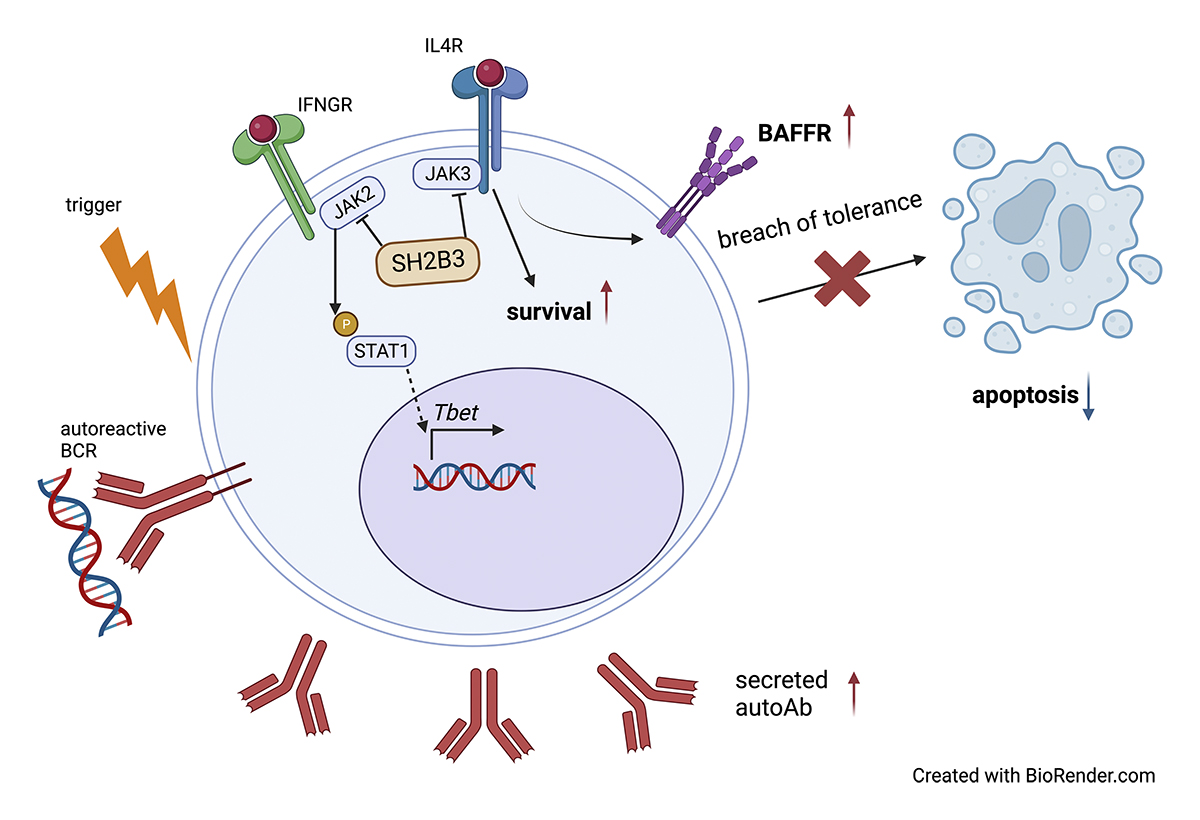 Rare SH2B3 coding variants in #lupus patients impair B cell #tolerance and predispose to #autoimmunity, say Yaoyuan Zhang (@jyzhang_archer), Rhiannon Morris, Grant Brown, @carovinuesa (@VinuesaLab), Julia Ellyard @JCSMR & colleagues: hubs.la/Q02mTRgX0 #LymphocyteBiology